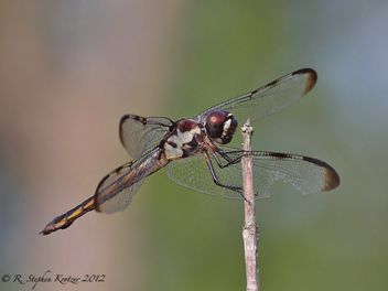 Libellula axilena, female